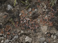 Psora decipiens 1, Saxifraga-Willem van Kruijsbergen